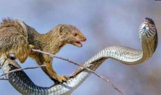 眼镜蛇最害怕的动物